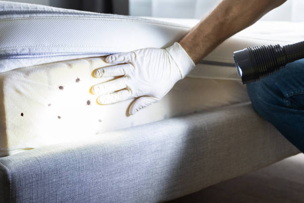 Professional Pest Control in Laredo, TX