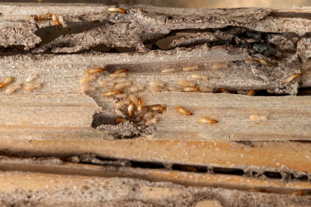 Reliable Laredo, TX Pest Control Solutions